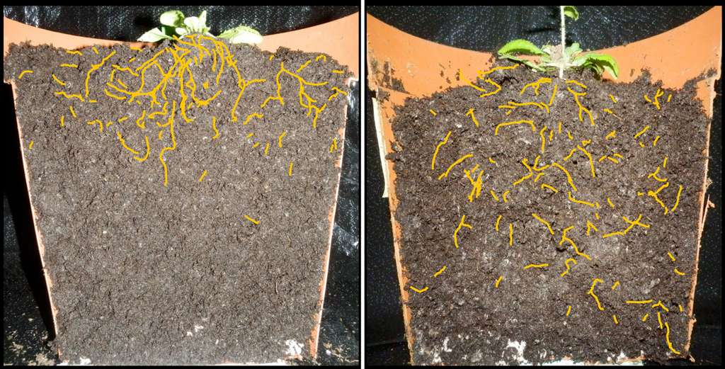 À gauche, un plant normal d’Arabidopsis thaliana, où les racines superficielles restent en surface. À droite, la plante modifiée dont les racines s’enfoncent plus profondément dans le sol. © Salk Institute