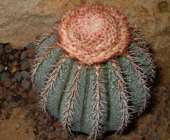 Mellocactus disciformis Mellocactus disciformis