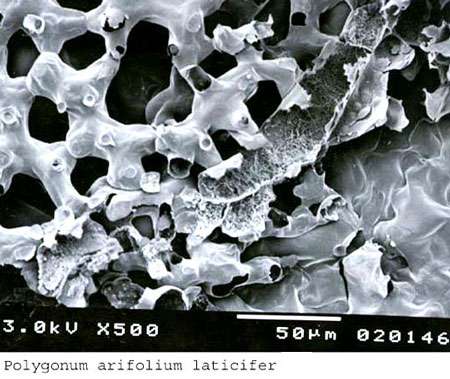 Canaux laticifères en microscopie électronique. © DR