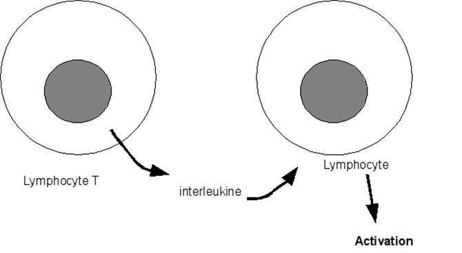 Les interleukines, des molécules fabriquées par les cellules immunitaires, jouent un rôle de médiation cellulaire. © DR