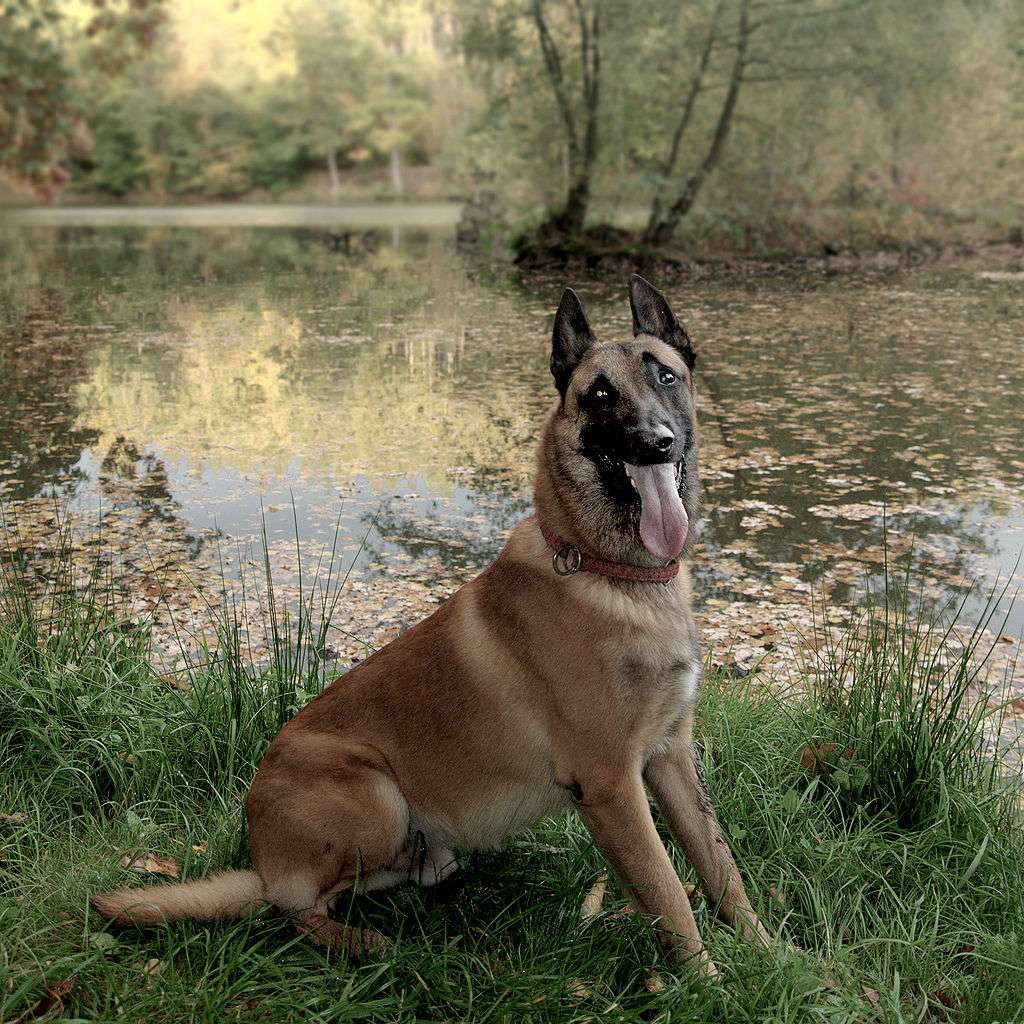Le berger malinois est un des chiens les plus utilisées comme chien renifleur. © Multimotyl, CC by-nc 3.0