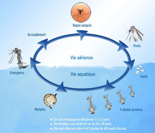 Cycle de vie du moustique femelle. Une des phases de développement du moustique (mâle et femelle) a lieu sous l'eau. © Institut Louis Maladré