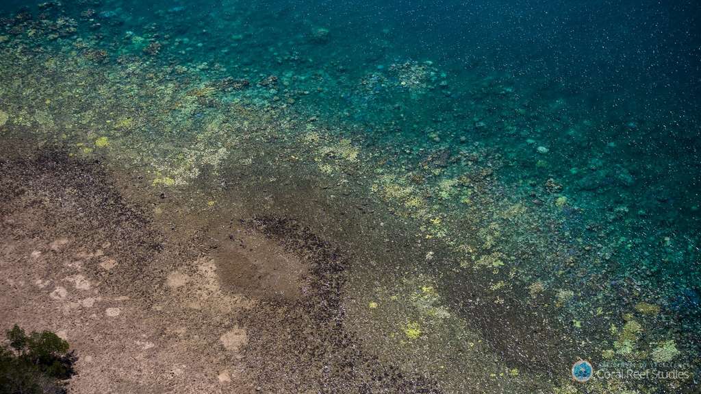 Le blanchissement du corail (taches blanches et jaunes) a été observé lors d’études aériennes de la Grande Barrière de corail. © ARC Centre of Excellence for Coral Reef Studies