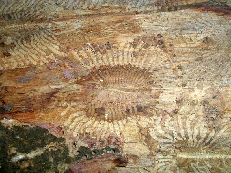 L'intérieur d'un arbre ravagé par les bark beetles. © L. Shyamal, Wikipedia 