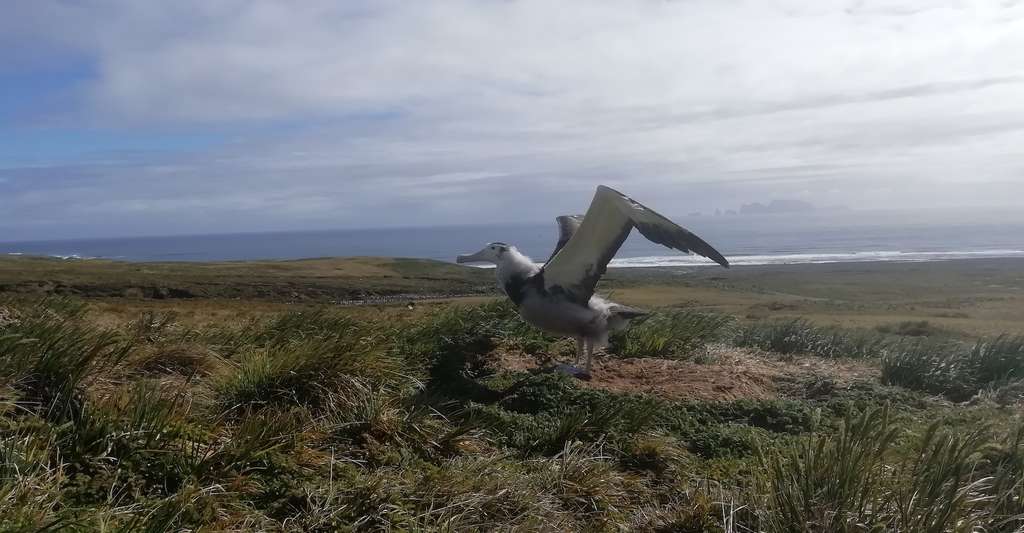 « Les manchots sont des animaux attachants, mais l’albatros hurleur… ! Voir un albatros hurleur posé à terre, c’est impressionnant. C’est le plus grand oiseau du monde. Quelque 3,70 mètres d’envergure pour pas loin de 12 kilos. Et même si celui-là n’était encore qu’un poussin, il avait déjà atteint sa taille adulte. Le voir déployer ses ailes et claquer son bec. Entendre le vent balayer ses plumes et arracher ce qui lui reste de duvet. C’est une sensation que je n’oublierai jamais », nous raconte Michel Izard, un reste d’émotion dans la voix. © Michel Izard et Bertrand Lachat TF1, tous droits réservés