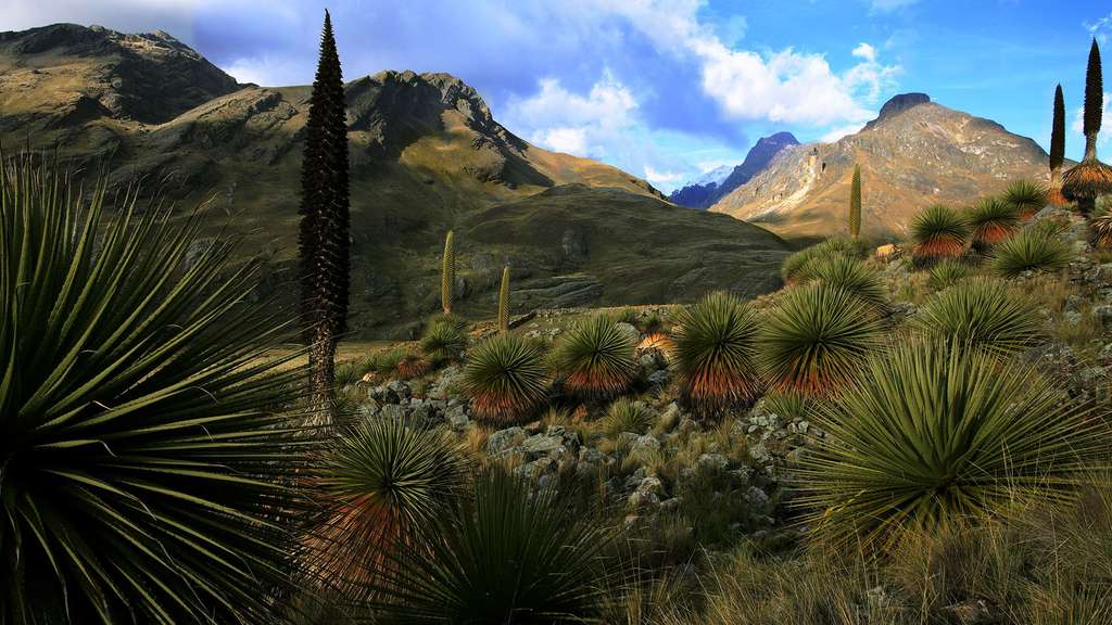 Le kitanga (Puya raimondii) ou « la Reine des Andes » Le kitanga (Puya raimondii) ou « la Reine des Andes »