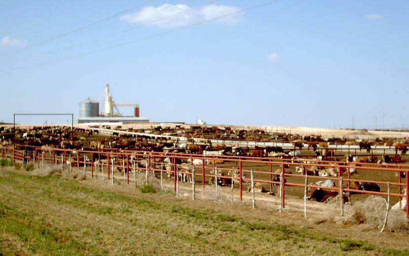 Élevage de bœufs au Texas. © H2O, Wikimedia commons, CC 1.2