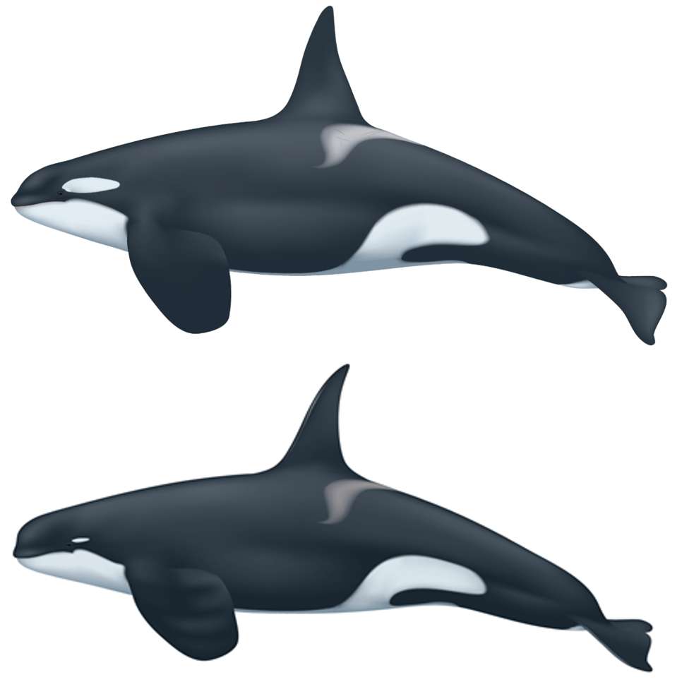 Comparaison entre une orque ordinaire (Orcinus orca) et une orque de type D. Les motifs et la morphologie diffèrent, notamment la tache blanche au niveau de l'œil, la tête plus ronde et la nageoire dorsale plus fine et plus pointue. © Uko Gorter, NOAA
