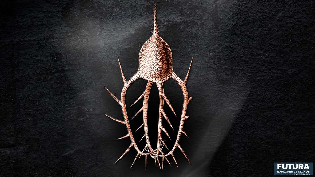 Medusetta tetranema. © Ernst Haeckel, Wikimedia commons, DP