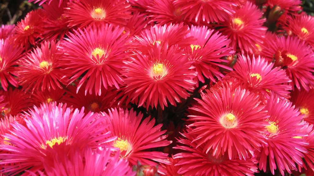 Lampranthus coccineus Lampranthus coccineus