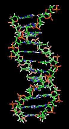 Les mutations sur l'ADN apparaissent tout au long de la vie. Elles peuvent se produire sur les toutes premières cellules formées après la fécondation et ainsi se généraliser à une grande partie de l'organisme... Ou bien toucher une cellule qui ne donnera que quelques descendants et se limiter à une minuscule région du corps. © zephyris, Wikipédia, cc by sa 3.0