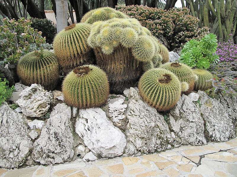 Echinocactus grusonii Echinocactus grusonii