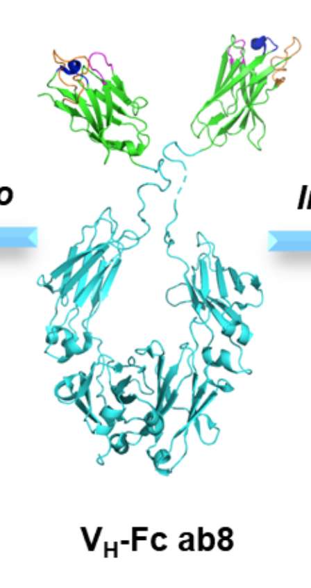 Structure tridimensionnelle de VH-Fc ab8, la partie bleue est le fragment constant de l'IgG et la partie verte le domaine variable de la chaîne lourde sélectionné par phage display. © Wei Li et al. The Cell