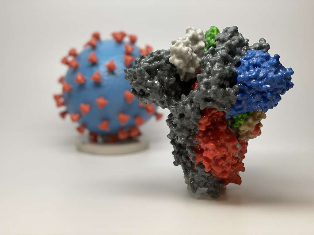 Phylex BioSciences vise la partie stable de la protéine de pointe S, conservée entre les différentes souches de virus. © NIAID