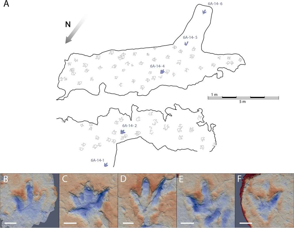 Les empreintes de théropode ayant servi à déterminer la vitesse du spécimen sont celles indiquées en bleu sur la carte. © Navarro-Lorbés et al., 2021