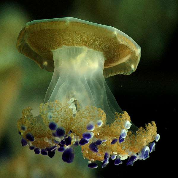 Comment observer les méduses ? © Matt Knoth, CC by 2.0