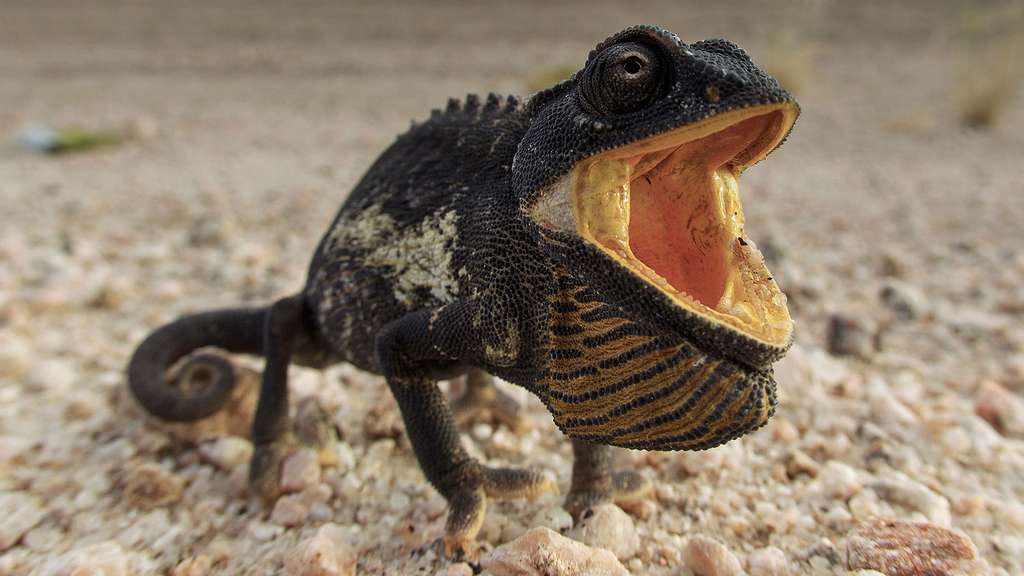 Le caméléon du Namaqualand Le caméléon du Namaqualand