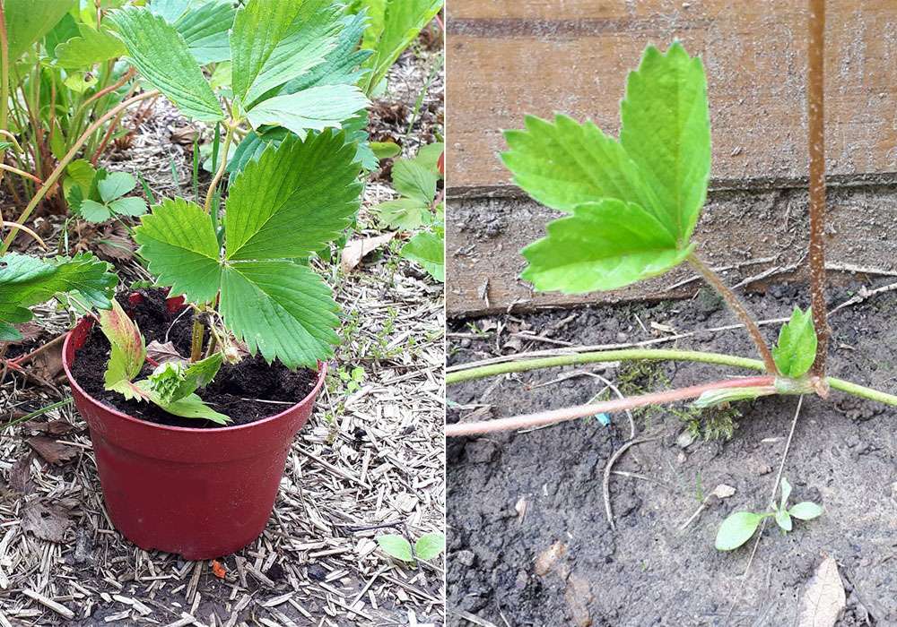 À gauche, marcotte de fraisier dans un pot, à planter en pleine terre. À droite, laisser la marcotte se faire toute seule. © S. Chaillot