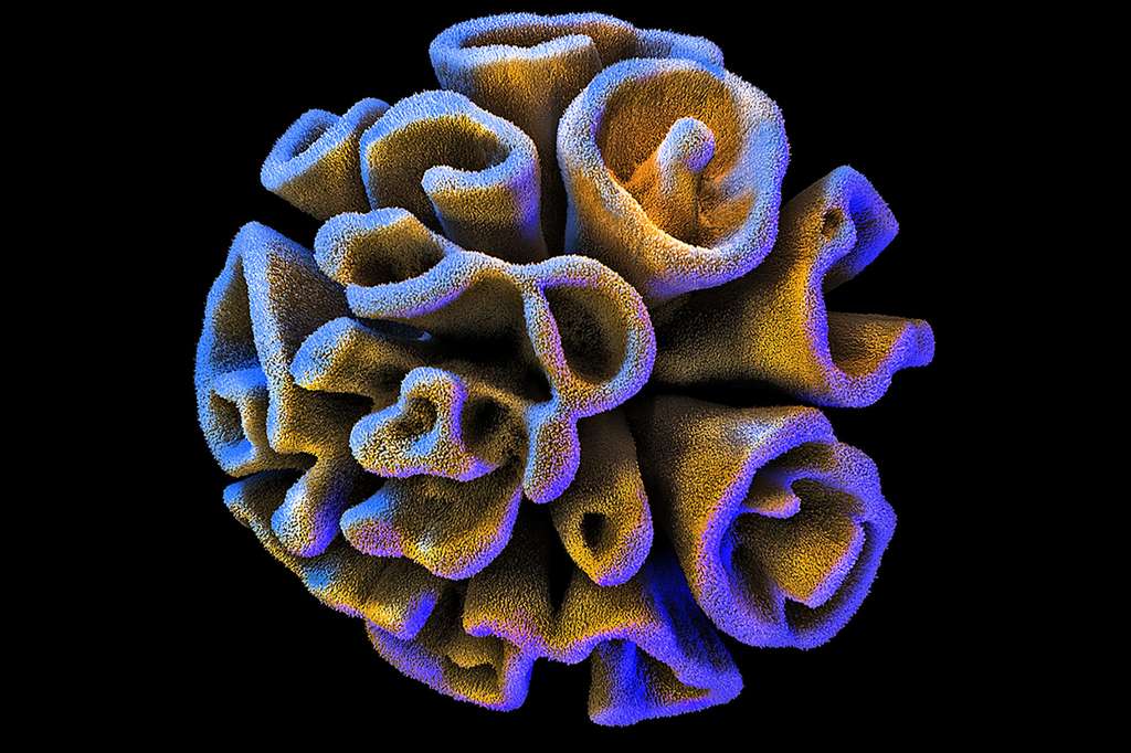 Comme une boule de corail… Comme une boule de corail…