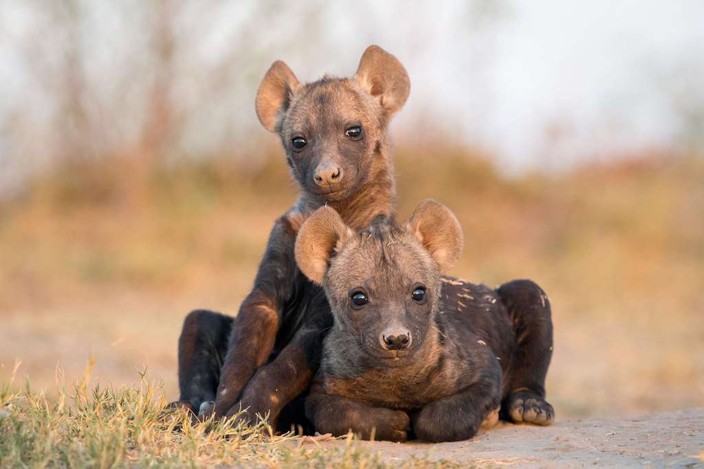 D’adorables petites hyènes, les yeux grands ouverts sur le monde D’adorables petites hyènes, les yeux grands ouverts sur le monde