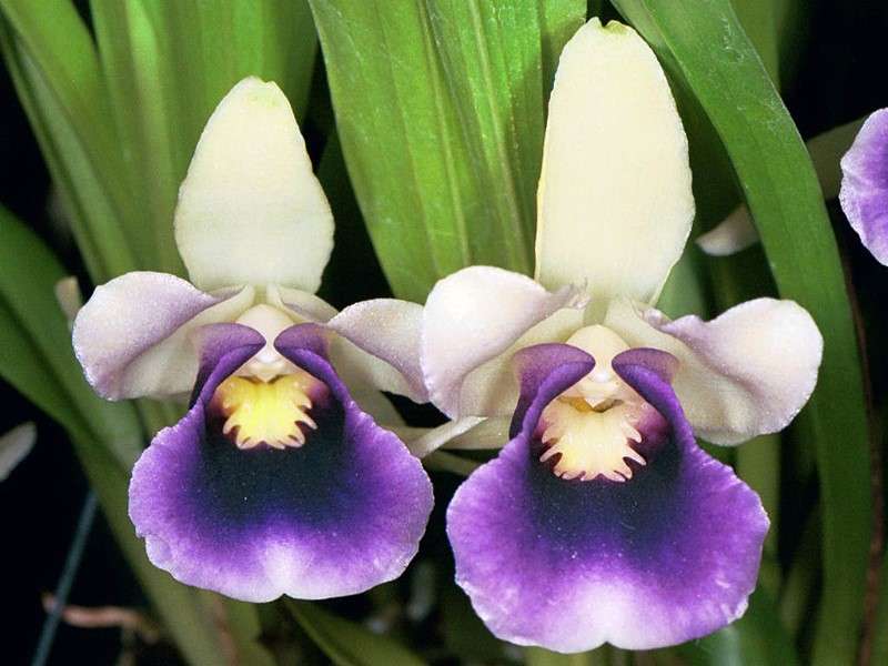 Orchidée Cochleanthes Orchidée Cochleanthes