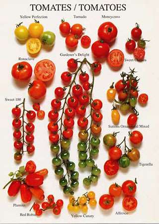 La Tomate Et Ses Varietes Dossier