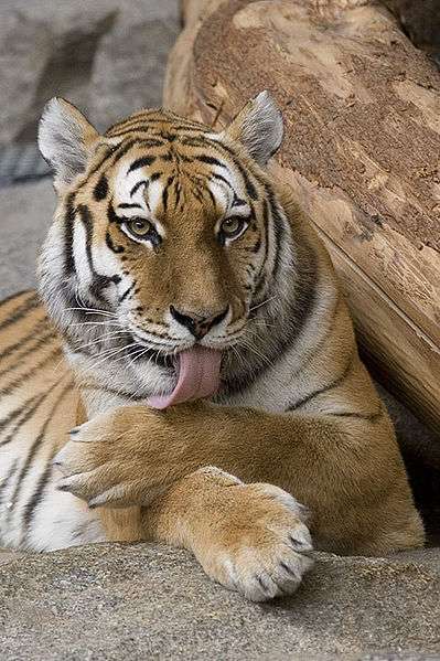 Tigre du Bengale. © Bernard Landgraf, GNU Free Documentation License, Version 1.2