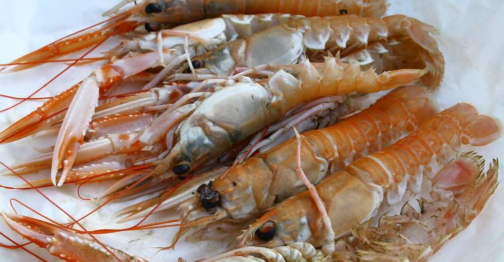 Comme les homards, les langoustines — ici en photo — et les écrevisses disposent de pinces. © AnnRos, Pixabay, CC0 Public Domain