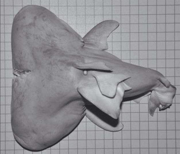 Le fœtus de requin-bouledogue retrouvé dans le golfe du Mexique. Il y a 20 cm entre l'extrémité gauche et droite des deux têtes. © C. M. Wagner et al, Journal of Fish Biology
