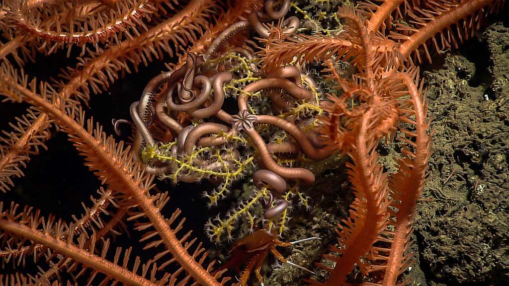 Méli-mélo d'ophiures et de coraux Méli-mélo d'ophiures et de coraux