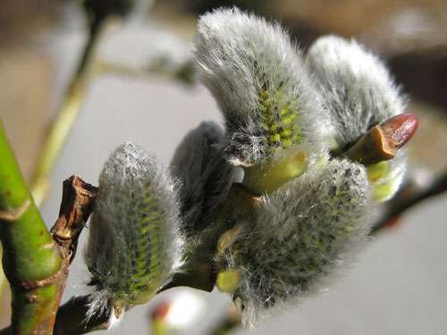 Fleurs mâles du Salix caprea. © Aconcagua, Creative Commons Attribution-Share Alike 3.0 Unported license