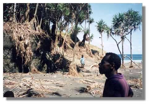 Embouchure du creek au sud du village de Pamal (Est Ambrym). Marques du tsunami associé au très fort séisme (Mw 7.5) du 16 novembre 1999. La montée de l'eau lors du tsunami est estimée sur ce site à 7 m (poissons, crustacées et autres ont été ramassés par les villageois le lendemain matin du séisme et tsunami dans les herbes et les arbres bordant le creek). La zone inondée est marquée par les herbes de couleur jaune. Ile d'Ambrym, Vanuatu, Wallis et Futuna. © IRD/Bernard Pelletier.