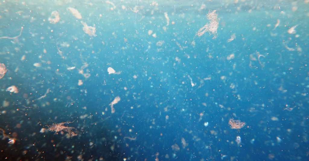 Des déchets de plastique retrouvés jusqu’au plus profond de l’océan. © Tunatura, fotolia