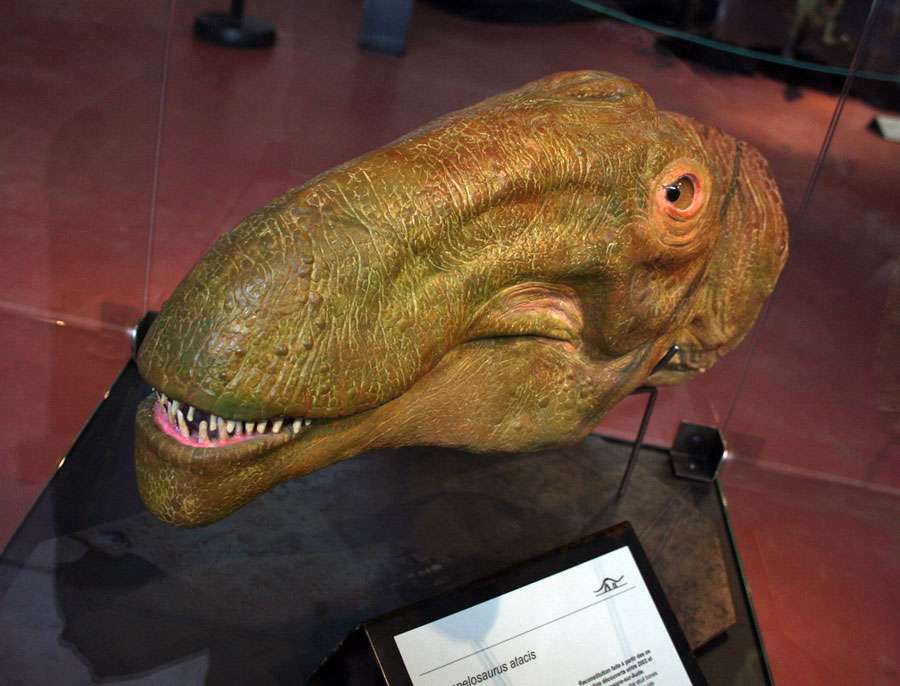 Ampelosaurus moulage de face Ampelosaurus moulage de face