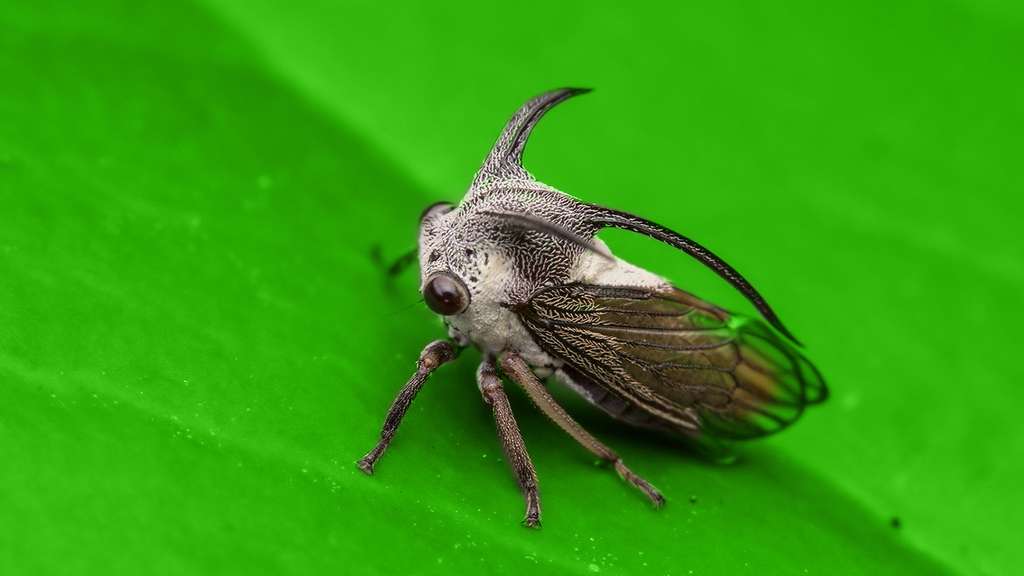 Une cigale en forme d’épine Une cigale en forme d’épine