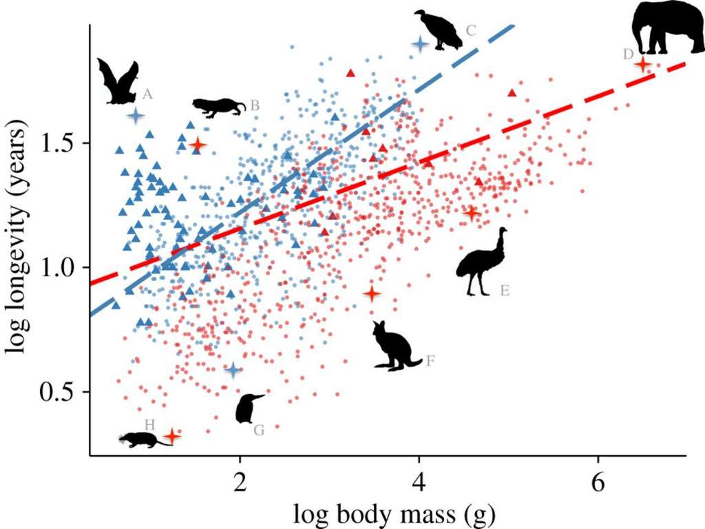 On observe une corrélation entre la taille d’une espèce et sa durée de vie. © Kevin Healy et al, Proceedings of Royal Society B, 2014 On observe une corrélation entre la taille d’une espèce et sa durée de vie. © Kevin Healy et al, Proceedings of Royal Society B, 2014