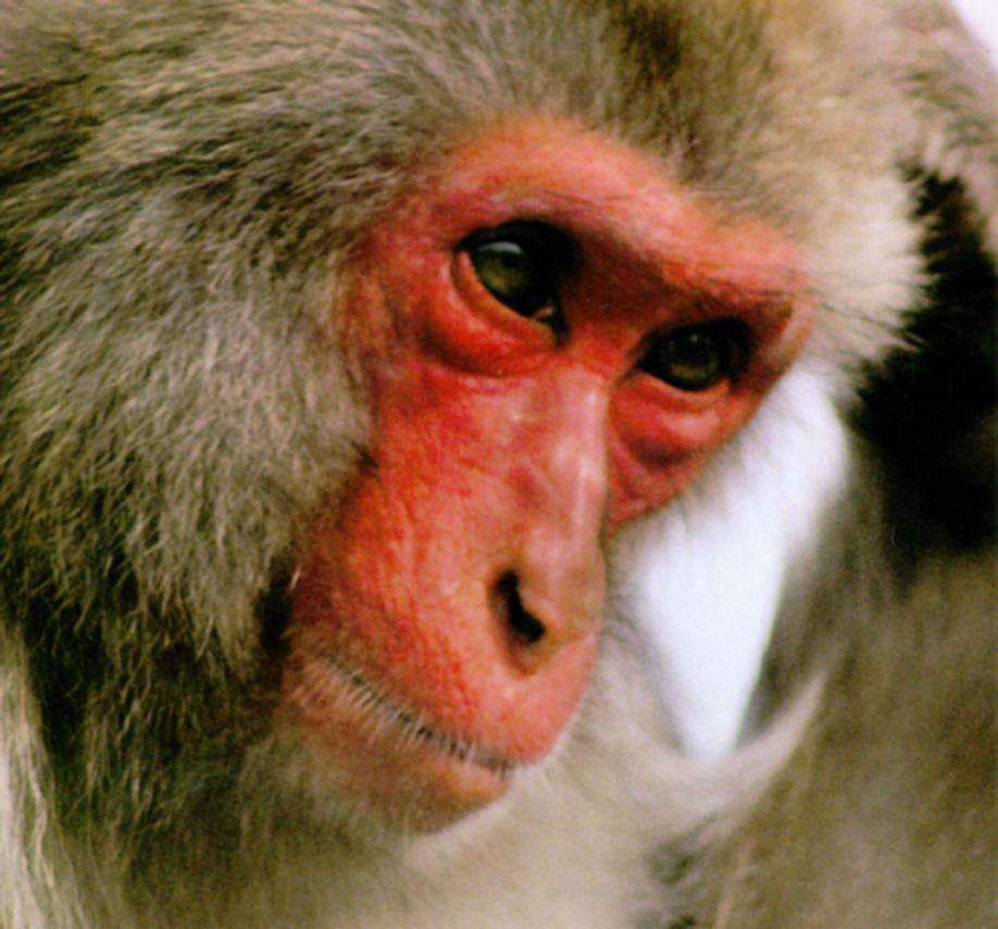 Macaque du Japon Macaque du Japon