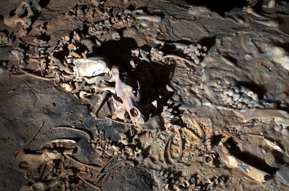 Ossements d'ours dans la Salle Hillaire de la grotte Chauvet Ossements d'ours dans la Salle Hillaire de la grotte Chauvet