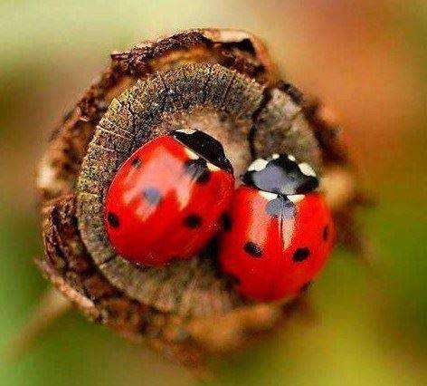 Coccinelles Coccinelles