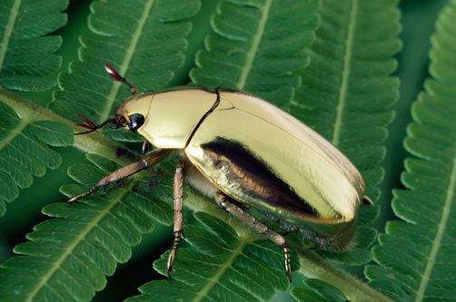 Un scarabée doré peut se vendre jusqu’à quelque 350 euros ! © La tribune des insectes, Facebook