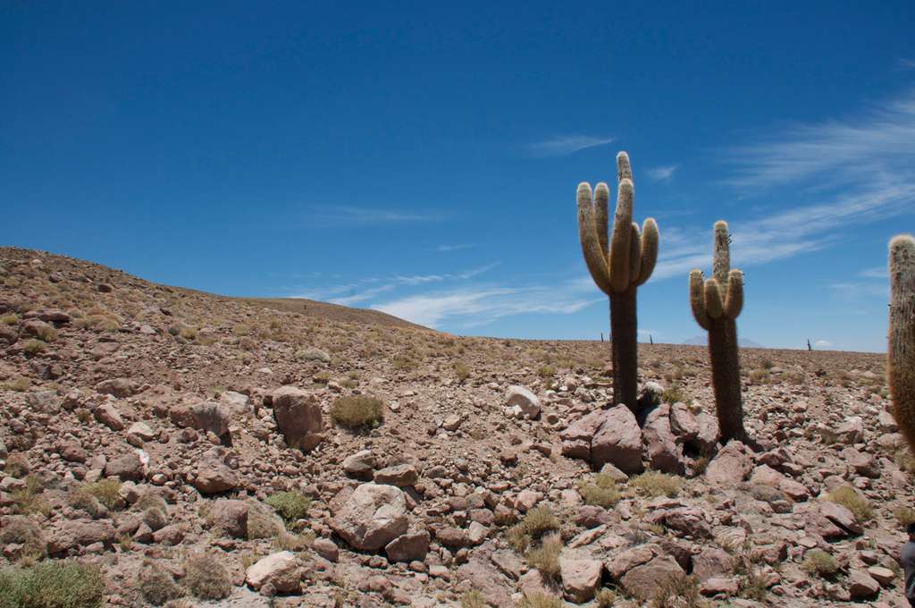 Des cactus géants de l’Atacama Des cactus géants de l’Atacama