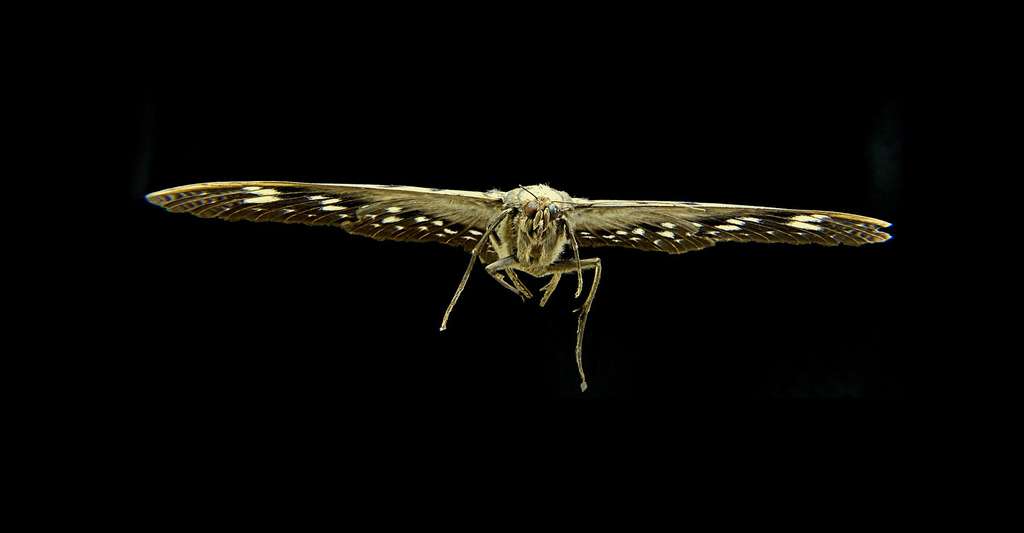 La robotique s'inspire des papillons de nuit. © Josch13 - Domaine public