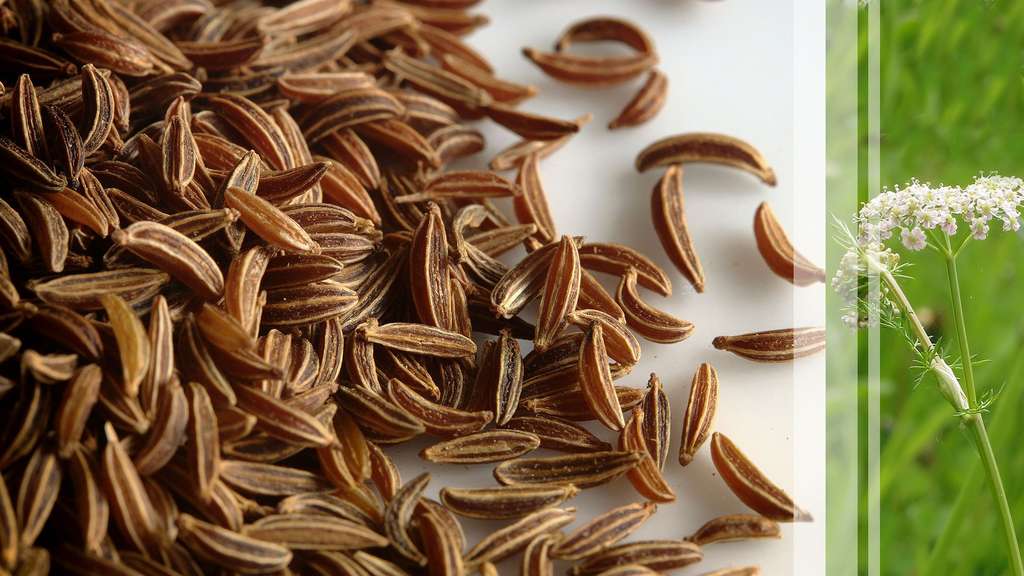 Le carvi, l'épice efficace pour la digestion Le carvi, l'épice efficace pour la digestion