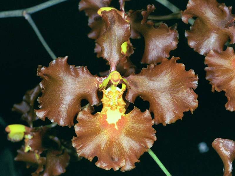 Orchidée Oncidium crispum