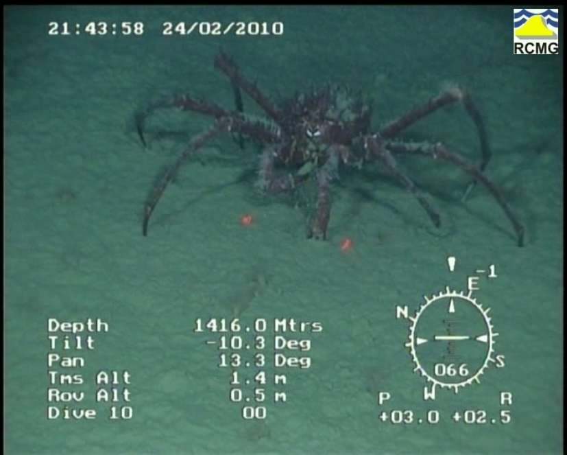 Un crabe royal capturé par la caméra du submersible Genesis. Il est ici en train de se nourrir. © Craig Smith, RCMG