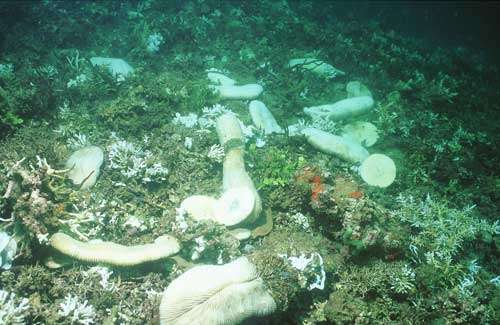 Mort du corail (blanchissement) dans l'Océan Pacifique. © IRD - Pierre Laboute