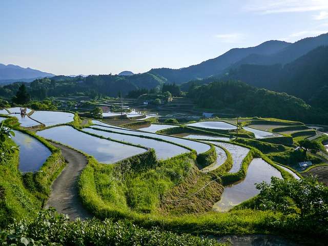 Il n’y a guère que pour le riz que les Japonais sont autosuffisants, d’une part parce qu’ils en mangent beaucoup moins, et d’autre part parce qu’ils y consacrent le tiers de leur surface agricole, et de façon très productive. © Deltaworks, Pixabay, DP