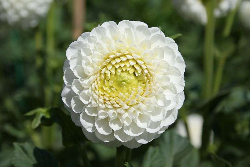 Dahlia Caproz Jerry Garcia Dahlia Caproz Jerry Garcia