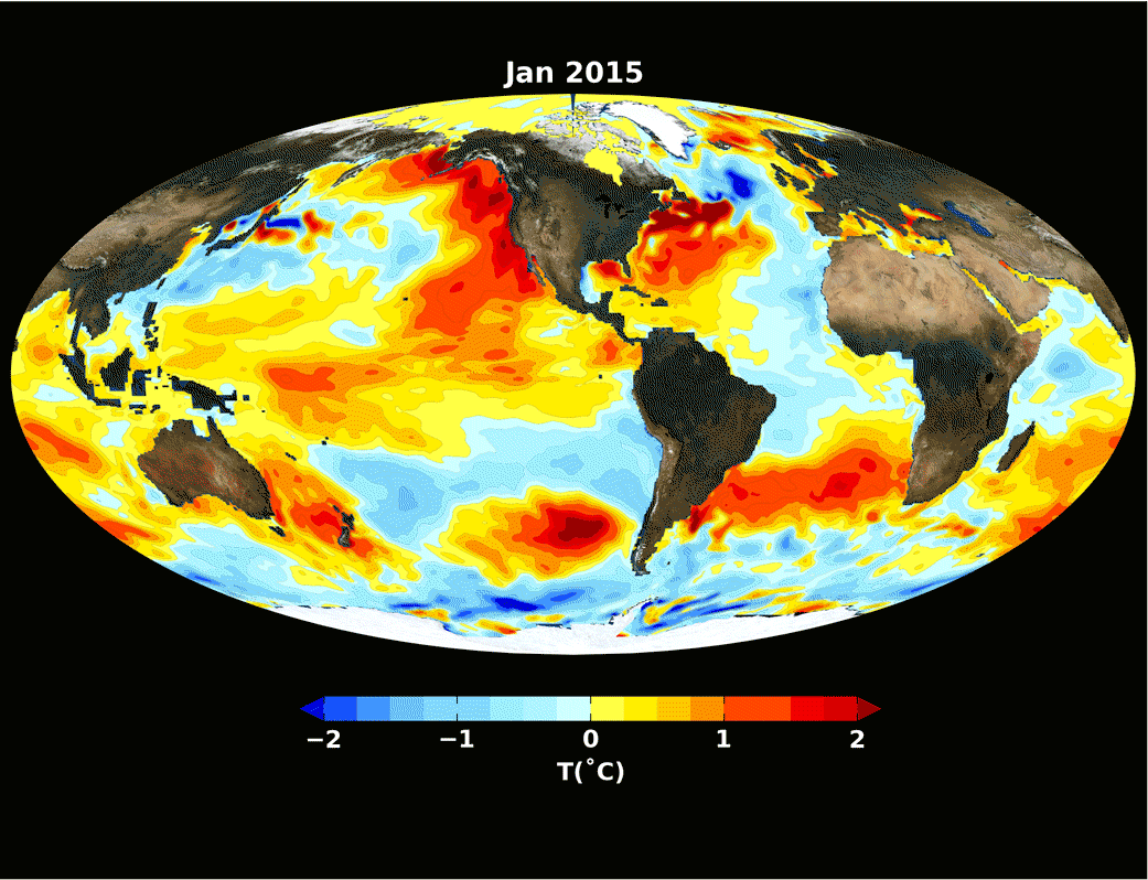 Carte animée des anomalies des températures dans les océans terrestres. L’apparition d’El Niño se traduit par un réchauffement des eaux de surface de la ceinture équatoriale du Pacifique. Le retour à la normale est observé depuis juin 2016. © Nasa