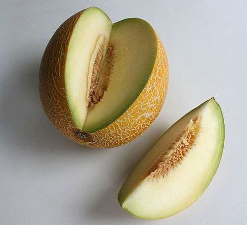 Les melons peuvent être récoltés avant ou après maturité. © Asio otus, CC by sa 3.0 (non transposée)
